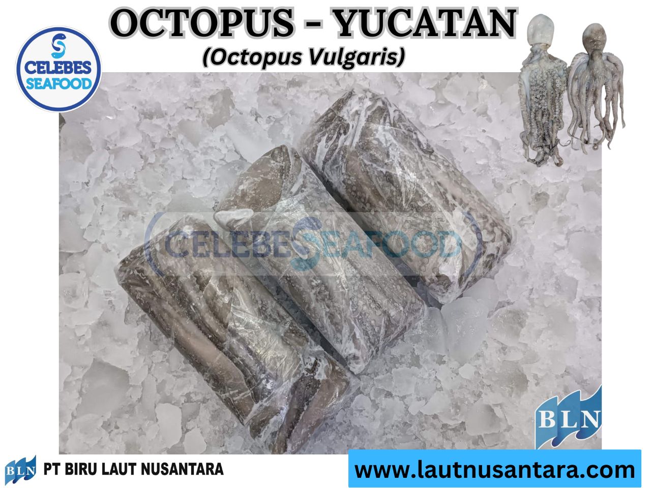 Octopus Whole Cleaned Yucatan
